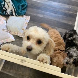 Meet your Posher, Amy